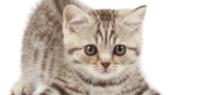 La alergia a los gatos es una de las más frecuentes