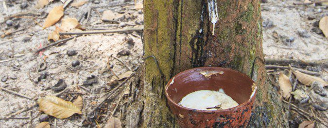 El látex se extrae del árbol Hevea brasiliensis