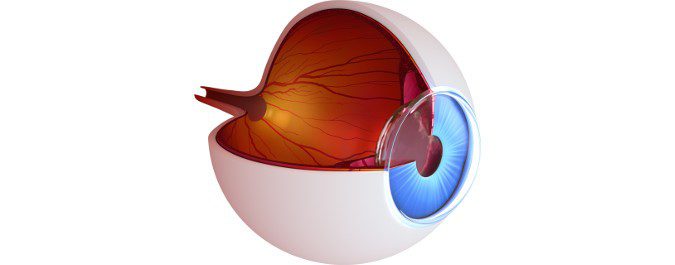 En el glaucoma, la presión provocada por el mal drenaje del fluido ocular daña las fibras del nervio óptico