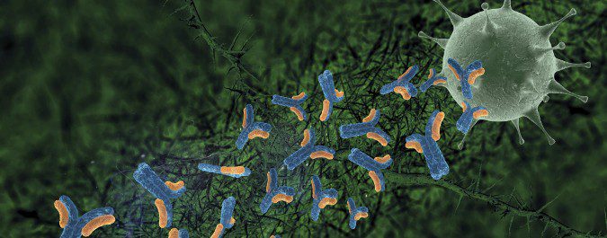 Los anticuerpos atacan al elemento inyectado con la vacuna como si tratara del virus vivo
