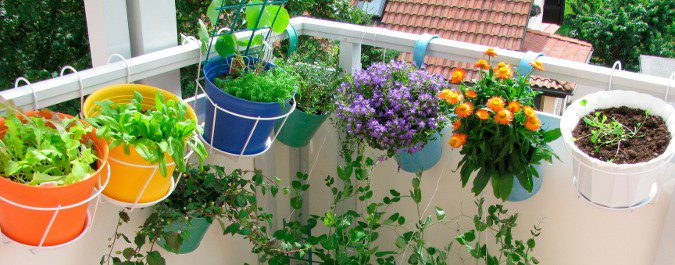 Las plantas tendrán que mantenerse en el exterior