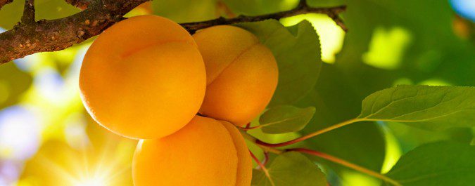 El plátano es conocido por su aporte en potasio, pero frutas como el albaricoque contienen más