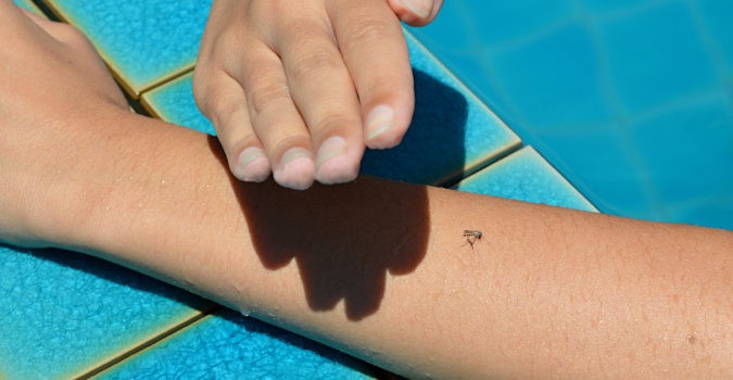 Por ahora sólo el Aedes aegypti trasmite el Zika