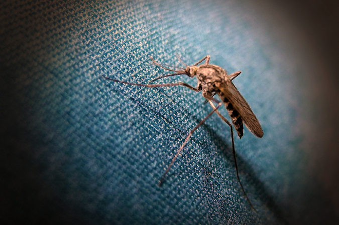  No hay pruebas de que la tiamina sira para repeler al mosquito aedes aegypti