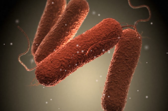 Bacteria salmonella