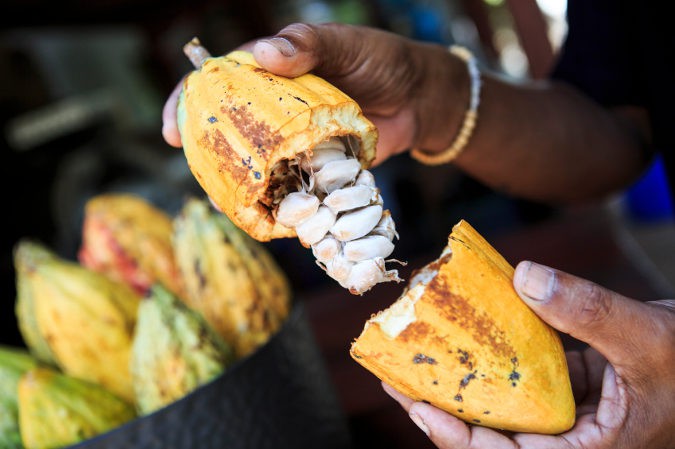El cacao aumenta el nivel de endorfinas en el cuerpo, lo que nos hace sentir más contentos y activos