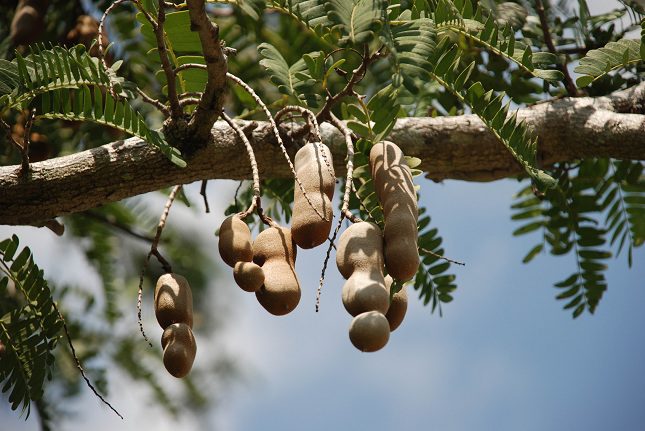El tamarindo es una fuente excelente en antioxidantes