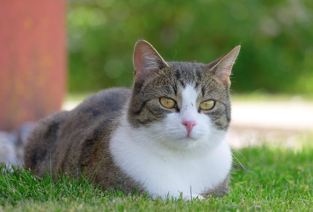 La infección provocada por el arañazo del gato suele ser leve