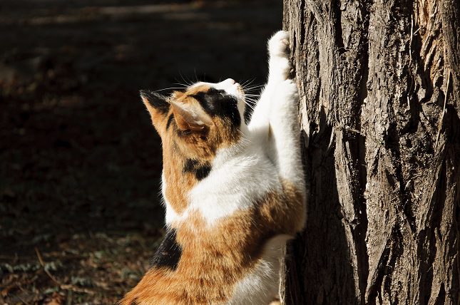 Cerca de un 40% de los gatos llevan la bacteria responsable de dicha enfermedad