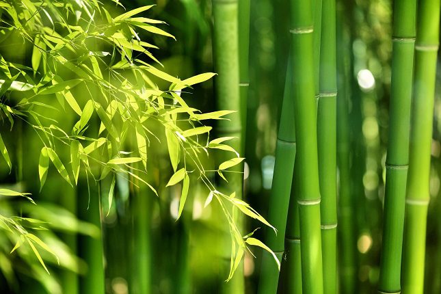 Añadir este producto a las comidas diarias ayuda a las mujeres en plena época de la menopausia