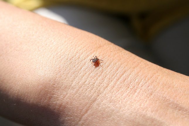Los síntomas más comunes de la picadura de una garrapata son la inflamación en la zona afectada