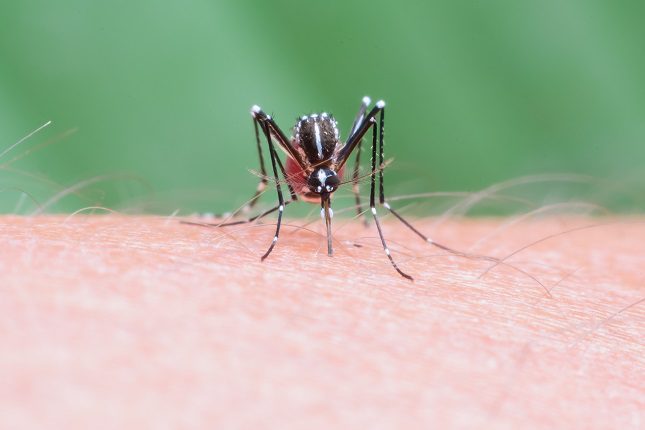 Gracias a un repelente como el de aceite de limón puedes ahuyentar a los mosquitos