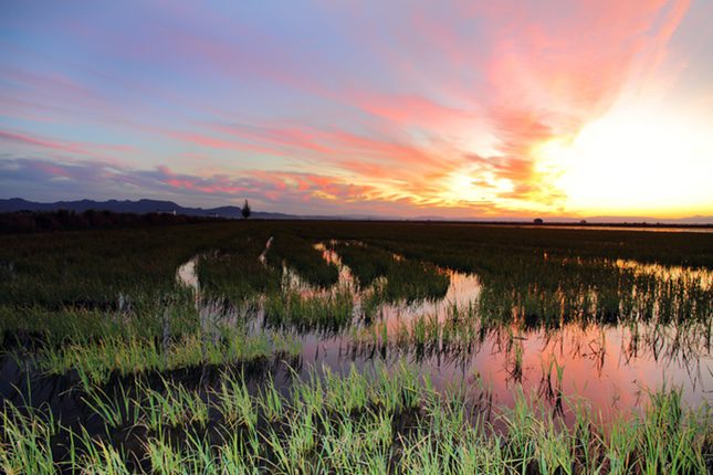 La recuperación de la Albufera de Valencia es uno de los proyectos