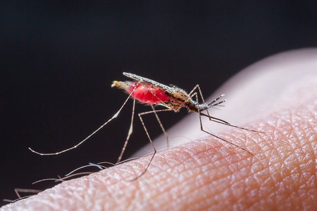 Son solo los mosquitos hembra quienes pican a las personas en busca de alimento