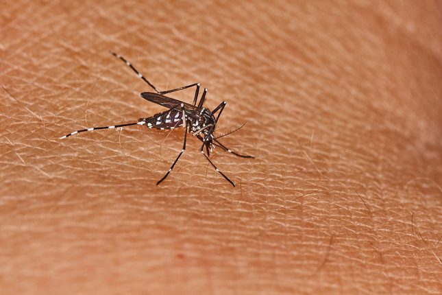 Algunas personas piensan que el alcohol es un buen repelente de mosquitos
