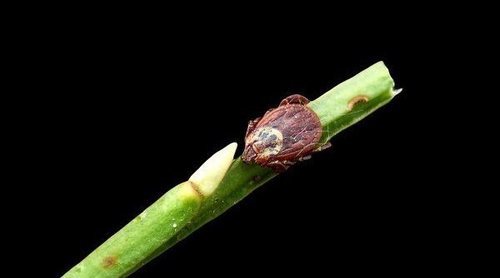 Complicaciones en el corazón por la enfermedad de Lyme