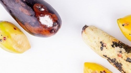 ¿Es peligroso el moho en los alimentos?