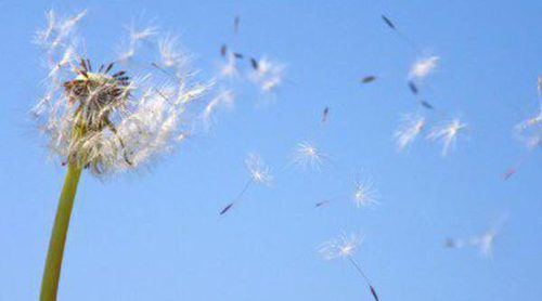 Alergia al polen, ¿qué es y por qué nos ataca?