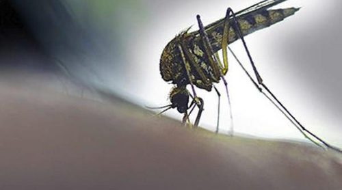 6 cosas que no son verdad sobre el virus del Zika