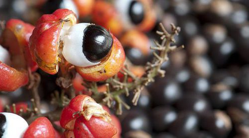 Beneficios del guaraná para tu salud