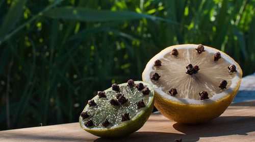 Repelentes naturales para mosquitos