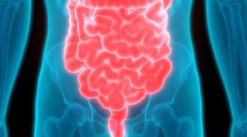 Cuáles son las diferencias entre el intestino grueso y el intestino delgado