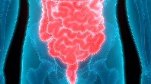Qué es la flora intestinal