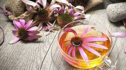 Ventajas y desventajas de tomar té de equinácea