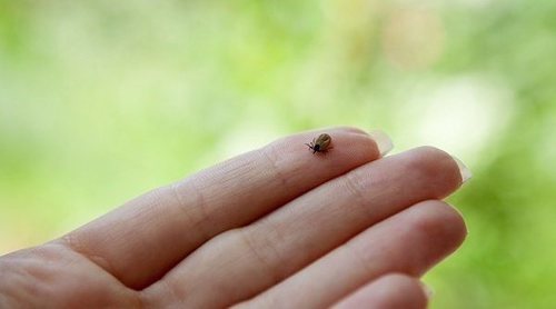 Qué es la fiebre de las Montañas Rocosas