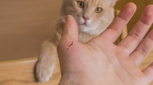 Qué es una enfermedad zoonótica