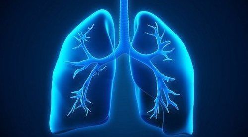Los bronquios: funciones y afecciones