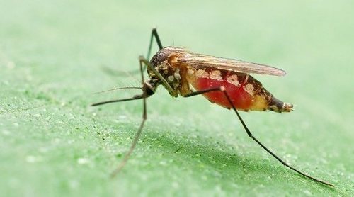 Qué es el virus del chikungunya