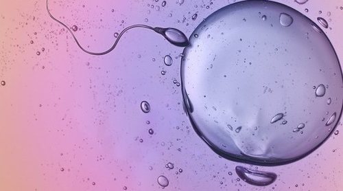 La Fecundación in Vitro, ¿evitará la transmisión de enfermedades epigenéticas graves?